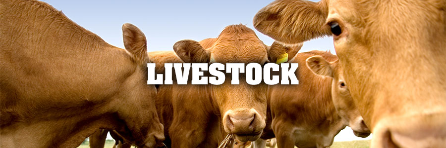 Livestock