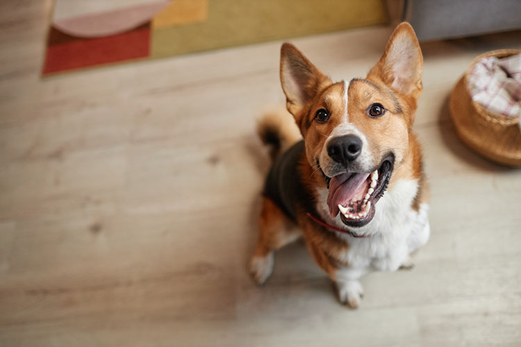 5 Perfect Pet Products for this Fall at Stockdale’s