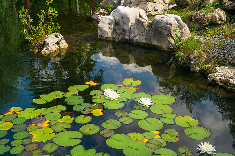 White water lily and leaves in a pond with green grass