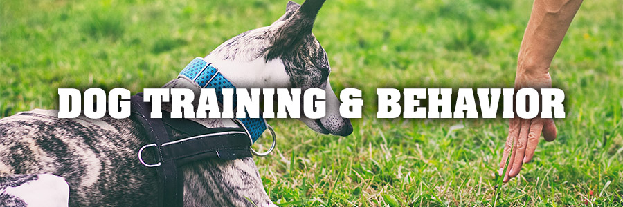 Dog Training & Behavior
