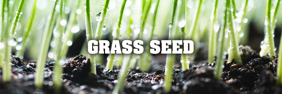 Grass Seed