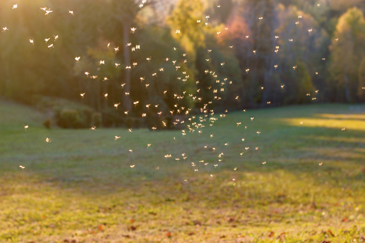 A cloud of mosquitos in a field