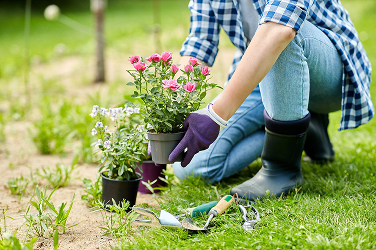 planting seedlings in peat pots