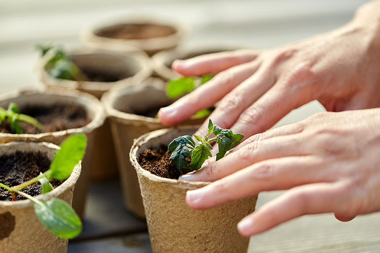 planting seedlings in peat pots