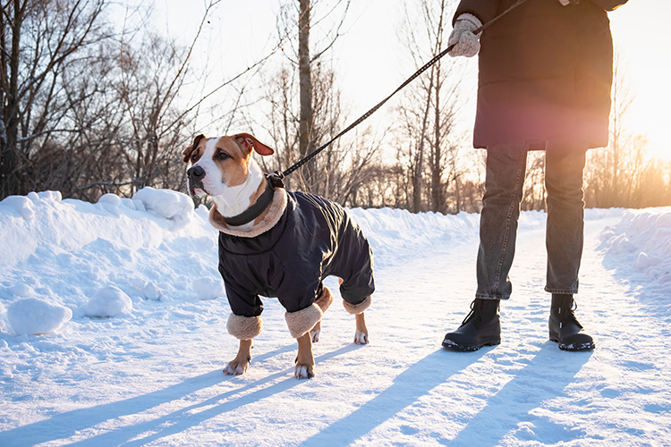 A dog and owner bundled up on a winter walk